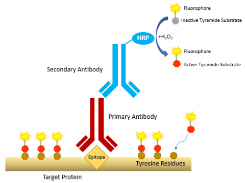 Newsletter Tyramide Signal Amplification In Microscopy And Spatial