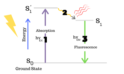 How does fluorescence work?