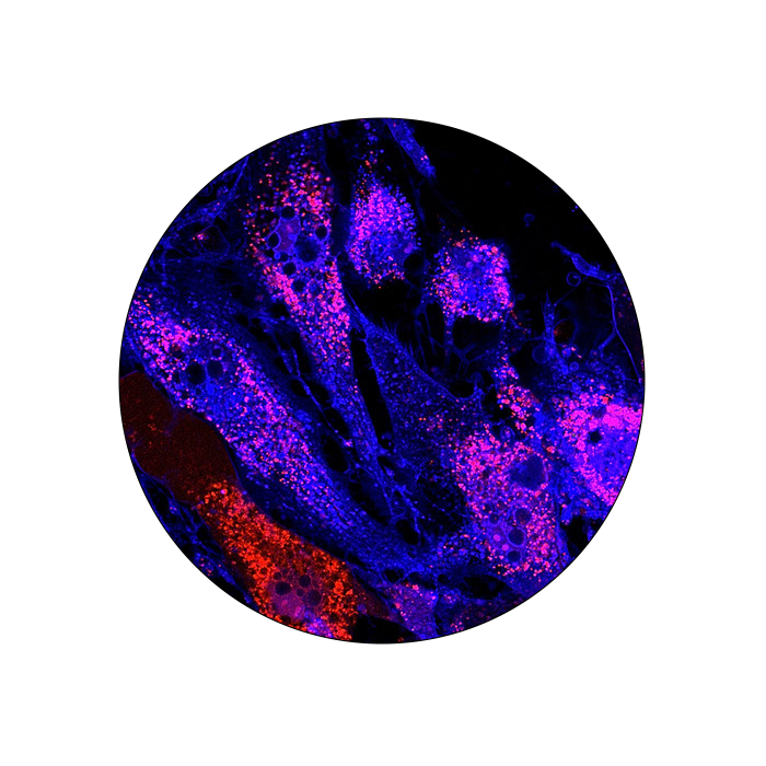 immunohistochemistry 