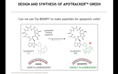 Apotracker™ Green (Apo-15) as a Novel Fluorescent Probe to Accelerate the Detection and Imaging of Apoptotic Cells