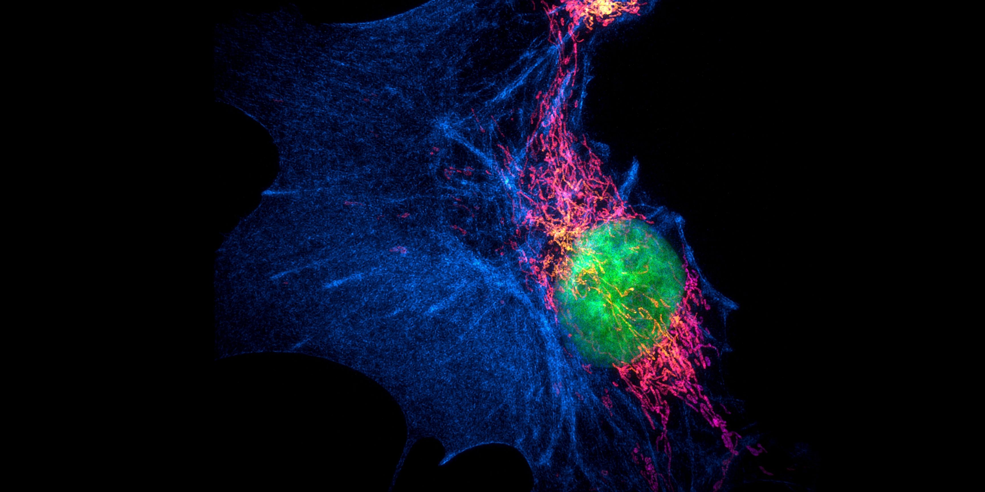 newsletter-fluorophores-for-super-resolution-microscopy-fluorofinder