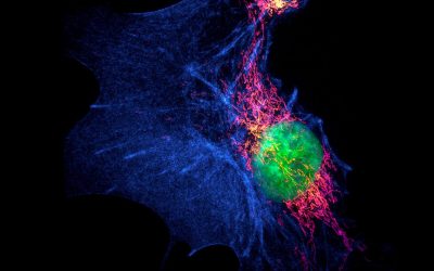 Newsletter: Fluorophores for Super-Resolution Microscopy