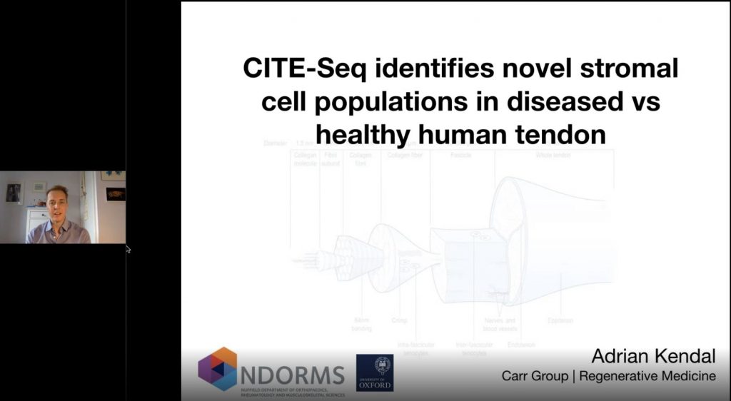 CITE-Seq Identifies Novel Stromal Cell Populations in Diseased Versus Healthy Human Tendon