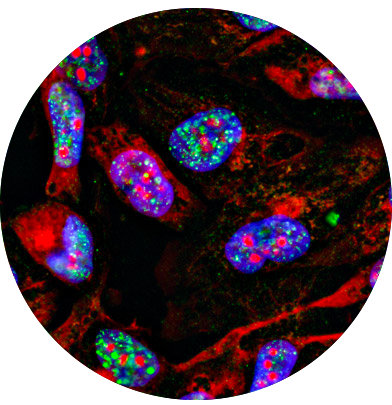 immunocytochemistry, cell image 