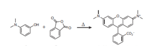 Condensation reaction between 3-aminophenols and phthalic anhydride produced a new class of highly fluorescent dyes named tethramethylrhodamines