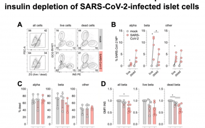 SARS-CoV-2 Infection as a Potential Trigger for Diabetes: The Forest and The Trees