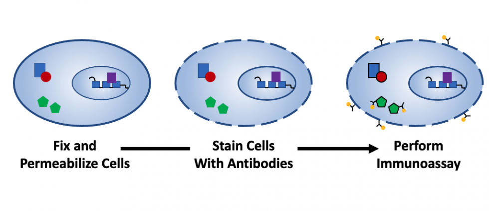 Guide To Fixation And Permeabilization - FluoroFinder
