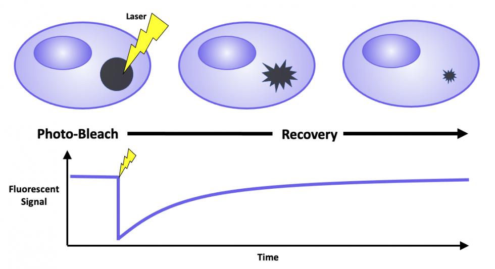 photobleaching experiment fluoreszenz