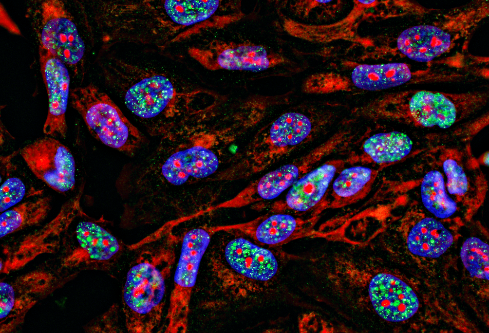 Guide To Selecting Fluorophores For ICC And IHC - FluoroFinder