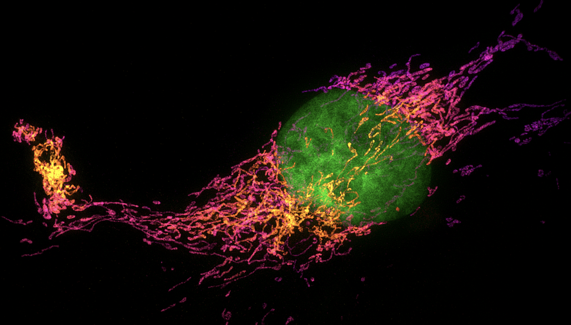 Fluorophores for SuperResolution Microscopy FluoroFinder