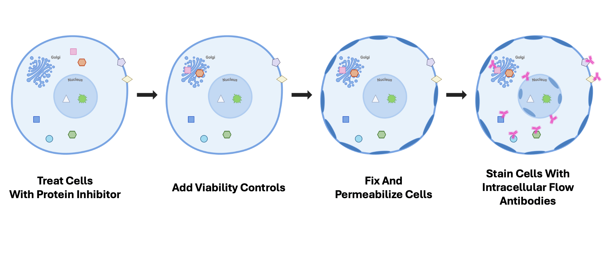 Intracellular Flow Cytometry - FluoroFinder