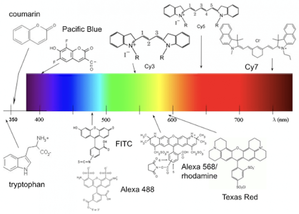 Families Of Different Fluorophore Chemistry - Fluorofinder