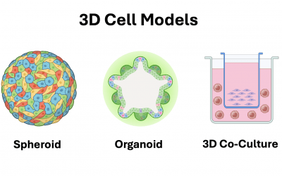 2D vs 3D Cell Cultures