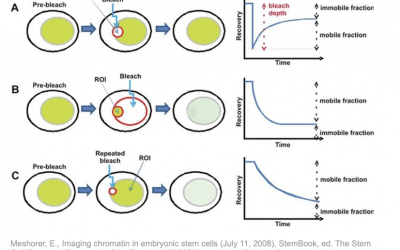 FRAP (Fluorescence Recovery After Photobleaching)