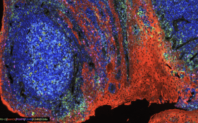 Cyclical Immunofluorescence Platforms and Reagents