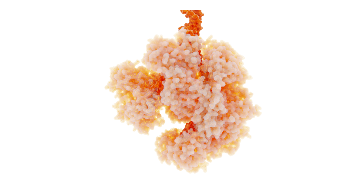 Recombinant Antibodies in Flow Cytometry | FluoroFinder