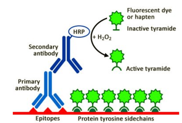 Figure 3. Tyramide signal amplification. 