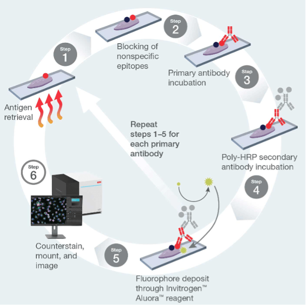 Figure 4. Cyclic staining using Aluora™ Spatial Amplification Kits.