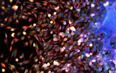 Multiplexing with Spectral Confocal Fluorescence Microscopy