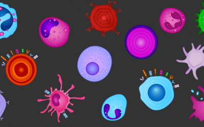 Definitive Phenotypes in Flow Cytometry