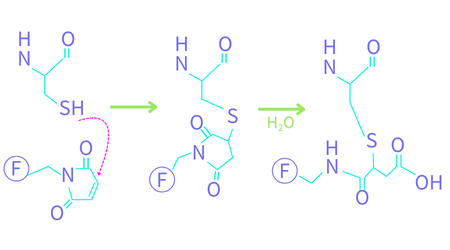 Fluorescent maleimide reaction with Cys. 