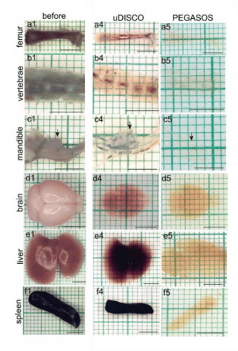 Figure 2. Performance comparison of dehydration clearing methods uDISCO and PEGASOS. 
