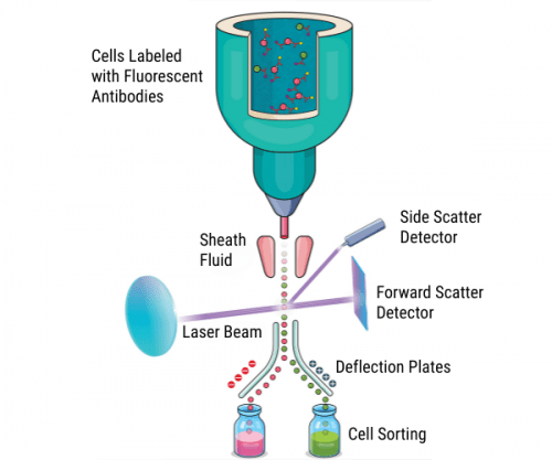 Principles of traditional fluorescence-activated cell sorting