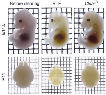 Figure 3. Whole mouse embryos (E14.5) and neonatal (postnatal day 11, P11) whole-brain samples cleared with RTF and ClearT2 overnight (transmission images). 