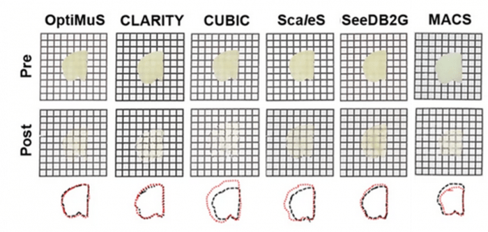 Figure 4. Bright-field images of pre- and post-cleared 1 mm thick rat brain samples using various methods. 