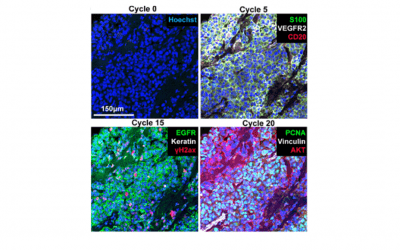 Automation & Microfluidics in Cyclic Immunofluorescence