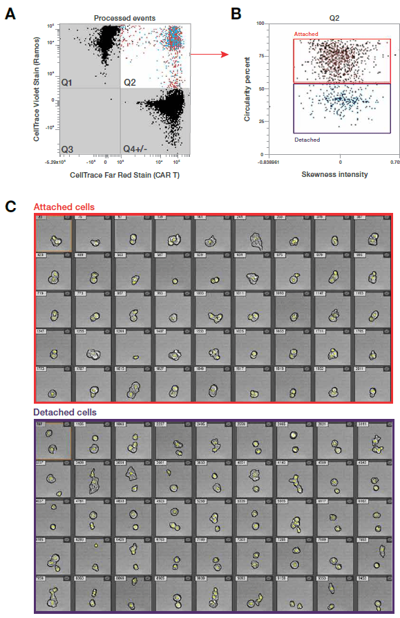 Figure 1. Visualization of CAR T cells targeting lymphoma cells. 