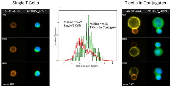 Figure 2. NF-kB Translocation In T-cell Conjugates When Attached To An Antigen-Presenting Cell. 
