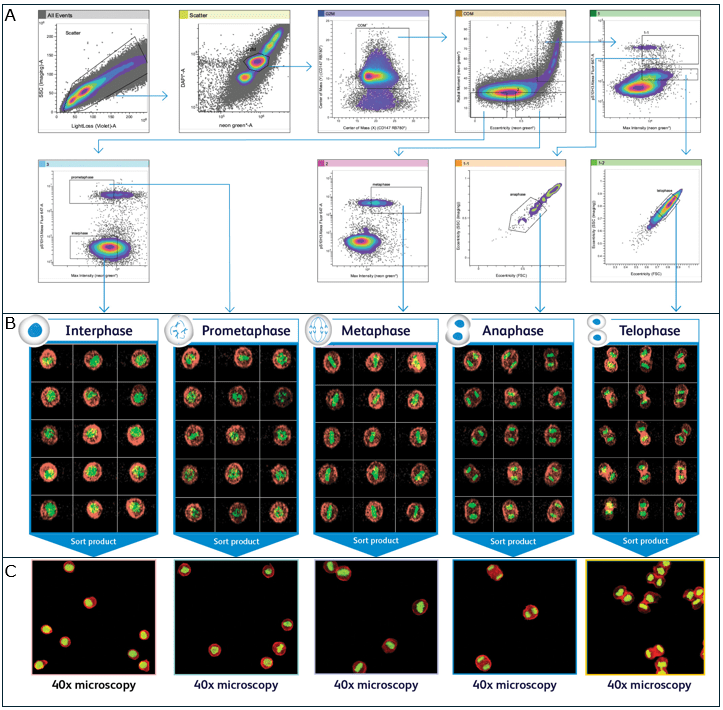 Figure 3. Flow Cytometric Image-Based Cell Cycle Analysis and Sorting