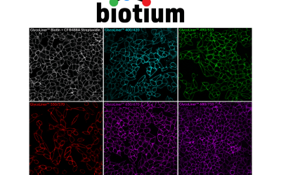 Biotium Launches GlycoLiner™ Cell Surface Glycoprotein Labeling Kits for Rapid and Selective Cell Surface Imaging