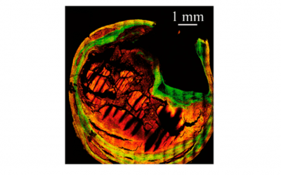 Multimodal and Multiplexed Spatial Imaging: A Practical Guide