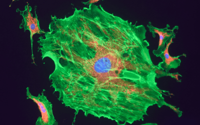 Fluorophores 101: Types, Brightness, and How to Choose the Right Dye