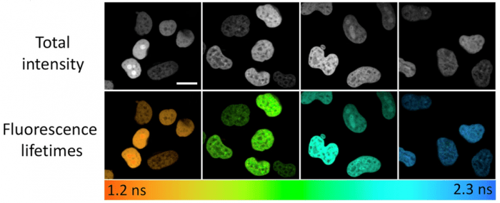 Figure 1. Fluorescence lifetimes of one fluorogen in complex with 4 FAST variants expressed as H2B fuses in live HeLa cells.