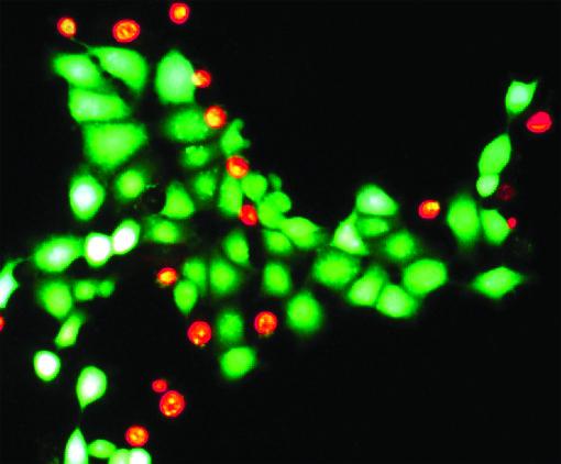 Live and dead cell viability staining showing green fluorescent live cells and red dead cells using calcein AM and propidium iodide