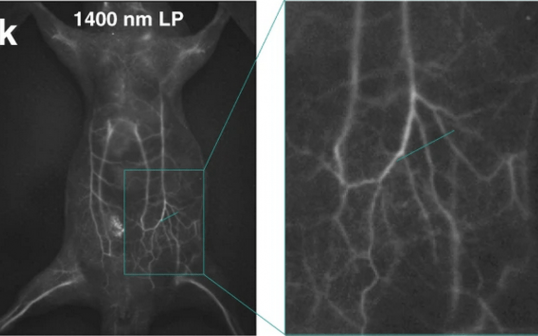 Near-infrared (NIR-II) fluorescence imaging of mouse vasculature showing deep tissue penetration at 1400 nm