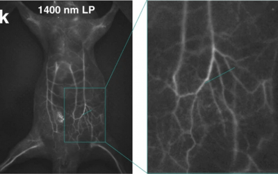Invisible Imaging: Fluorescence Microscopy in the UV and NIR