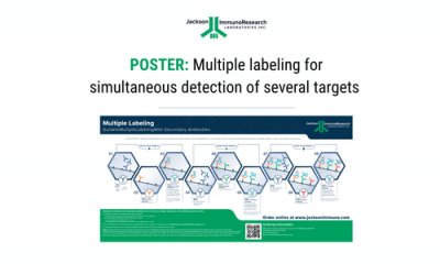 POSTER: Multiple labeling for simultaneous detection of several targets
