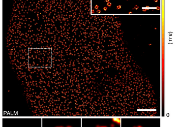 Reagents for Super-Resolution Microscopy